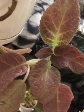 Episcia Pink Smooth - čerstvý řizek .