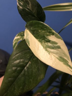 Epipremnum Pinnatum Albo variegata - rostlina .