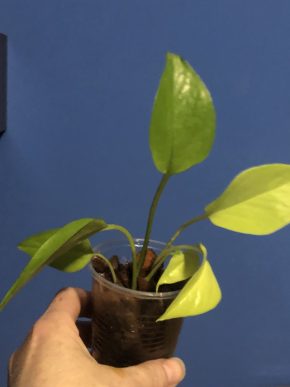 Epipremnum Aurem Neon - rostlina .