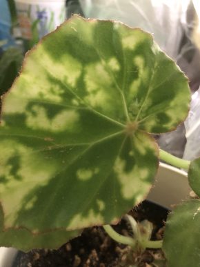 Begonia Leopard - list k zakořeněni .