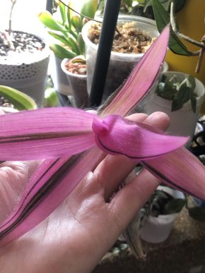 Tradescantia Pink Stripes - čerstvý řizek .