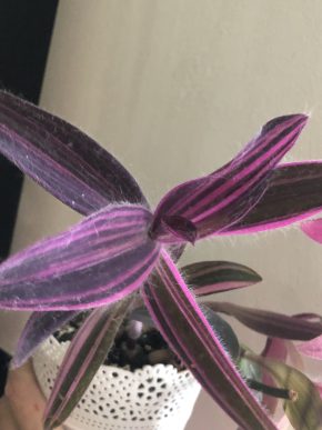 Tradescantia Pallida Variegata - čerstvý řizek .