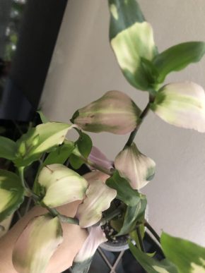 Tradescantia Blushing Bride - čerstvý řizek .