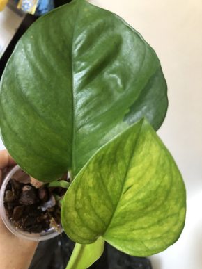 Epipremnum Lemon Top - rostlina .