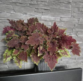 Trs kopřiv fialovozelená