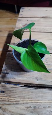 Šphavnice/epopremnum/Pothos