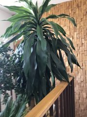 IMG_3743.jpeg