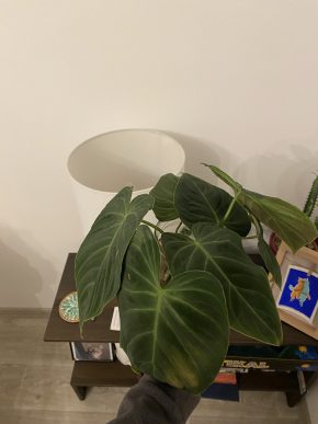 Philodendron splendid