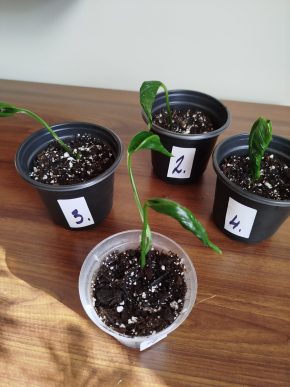 Epipremnum shangri la