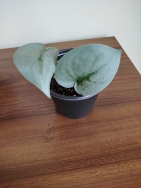 Scindapsus platinum Thai form