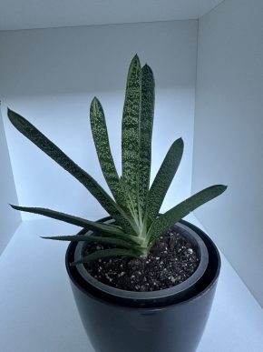 Gasteria Maculata