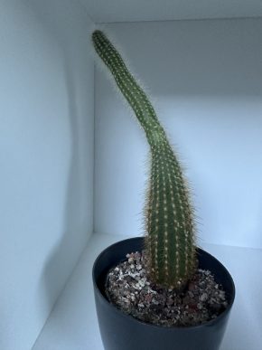 Cleistocactus
