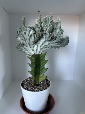 Euphorbia lactea