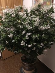 IMG_0713.jpeg