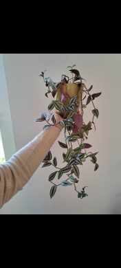 Tradescantia zebrina - Voděnka