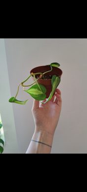 Philodendron Scandens Brasil
