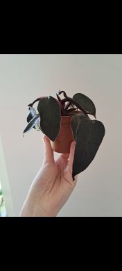 Philodendron Pink Princess