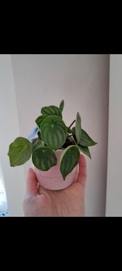 Peperomia argyreia