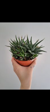 Haworthia