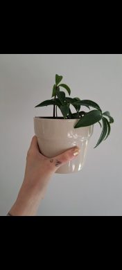 Peperomia Pereskiifolia