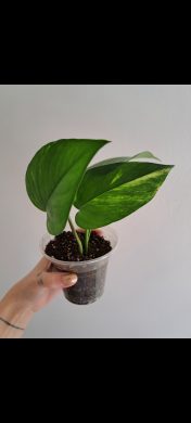 Epipremnum Aureum
