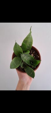 Sansevieria - Tchýnin jazyk