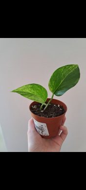 Epipremnum Marble Queen