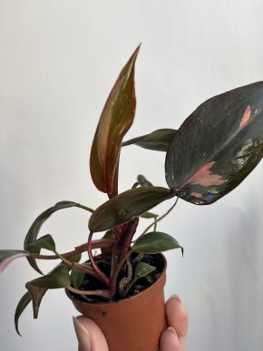 Philodendron Pink Princess
