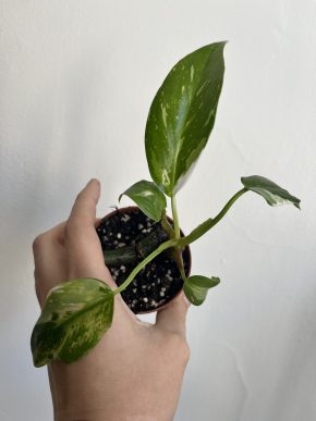 Philodendron White Princess