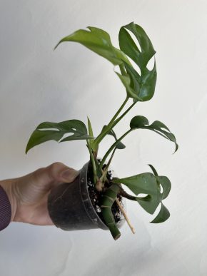 Rhaphidophora tetrasperma (aurea) / Monstera minima