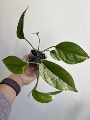 Epipremnum Pinnatum Marble