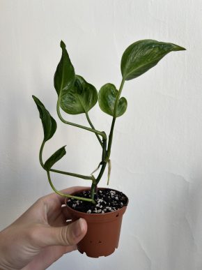 Epipremnum Shangri-La (Godzilla)