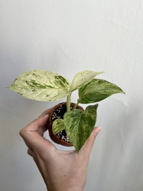 Epipremnum Marble Queen