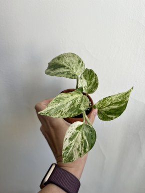 Epipremnum Marble Queen