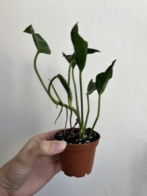 Epipremnum Shangri-La (Godzilla)