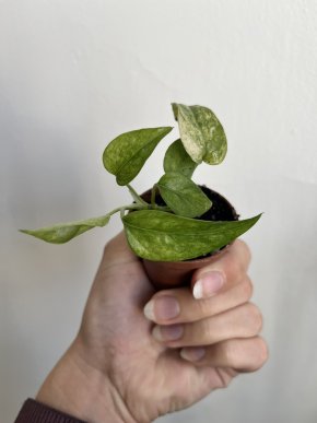 Epipremnum Pinnatum Marble