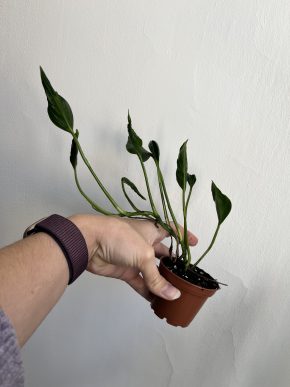 Epipremnum Shangri-La (Godzilla)