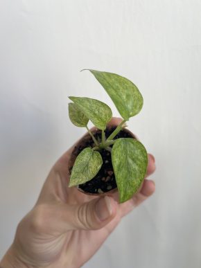 Epipremnum Pinnatum Marble