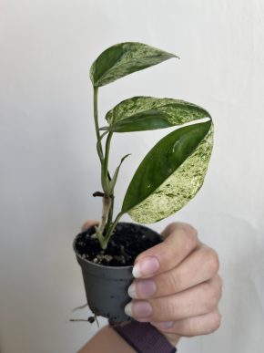 Epipremnum Pinnatum Variegata