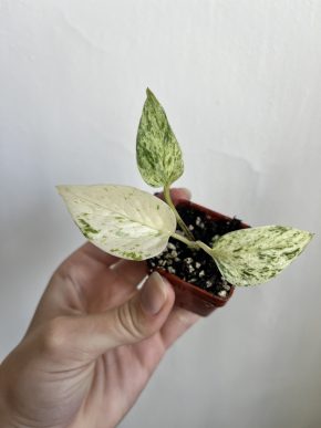 Epipremnum Marble/Snow Queen