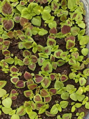 Coleus / Africká kopřiva / okrasné kopřivy