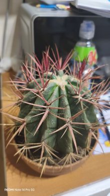 Ferocactus steinesii