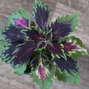 Kopřiva vícebarevná