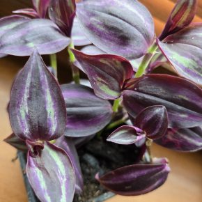 Tradescantia Zebrina Bosse