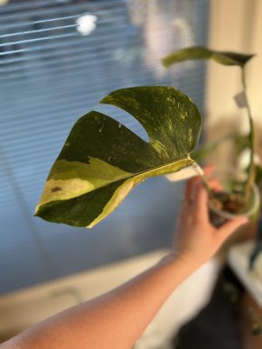 Monstera Aurea small form H