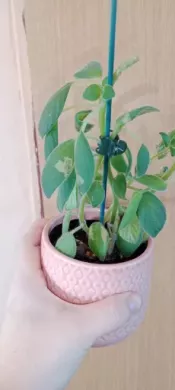 Tořivka  Streptocarpus