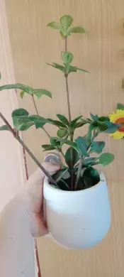 Peperomia