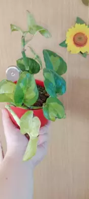 Epipremnum