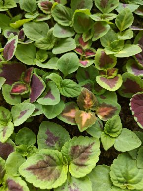 10ks Coleus / Africká kopřiva / okrasné kopřivy