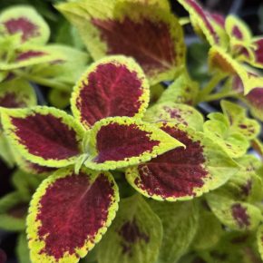 Kopřiva zelená bordó trs